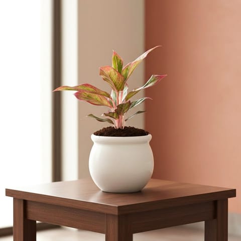 Aglaonema Lipstick in 6 Inch Live Fresh Plant Ceramic Pot (any colour) in Vidyavihar