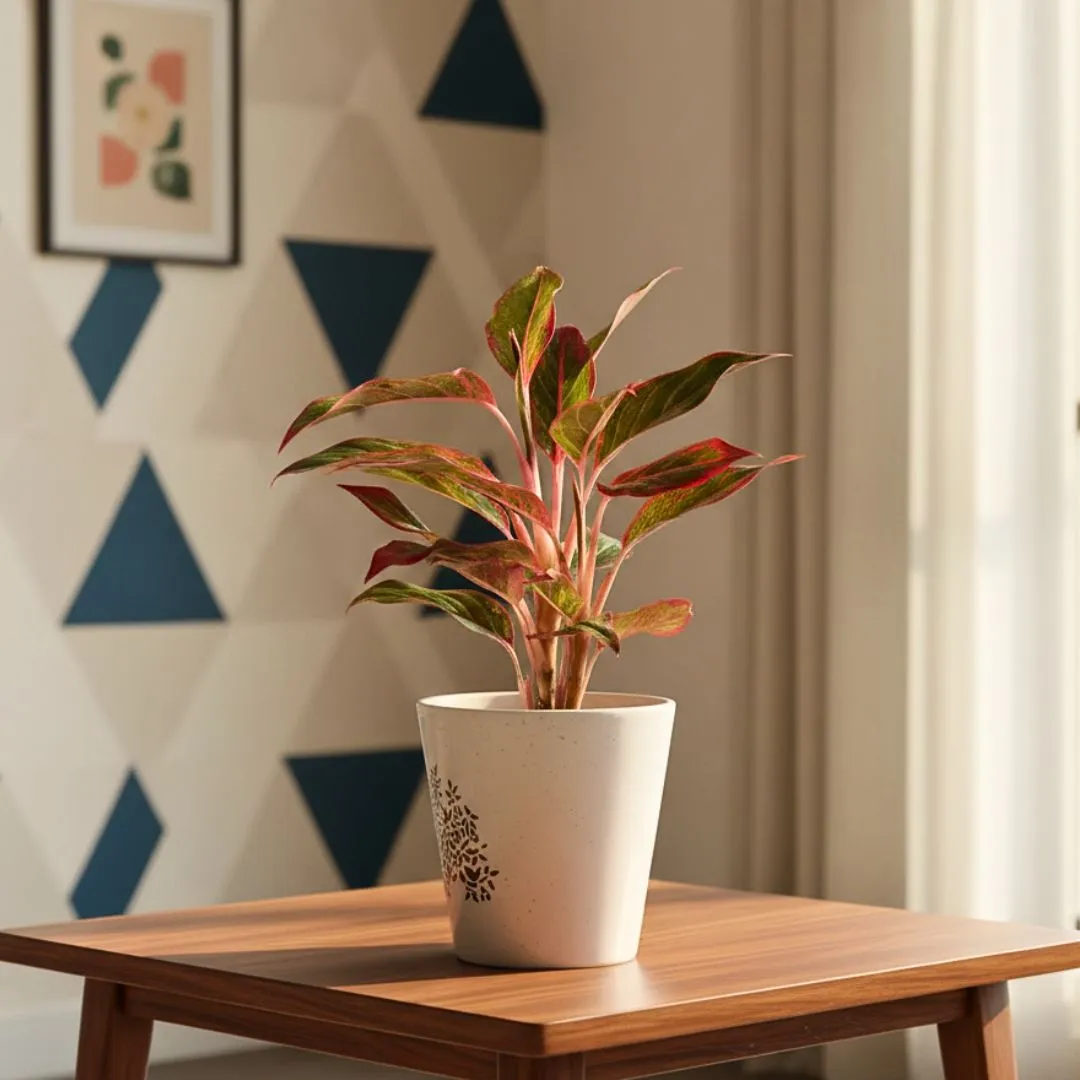 Aglaonema Lipstick in 6 Inch Classy Ceramic Pot (colour & design may vary)
