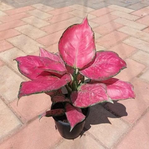 Aglaonema Pink Beauty in 5 Inch Nursery Pot