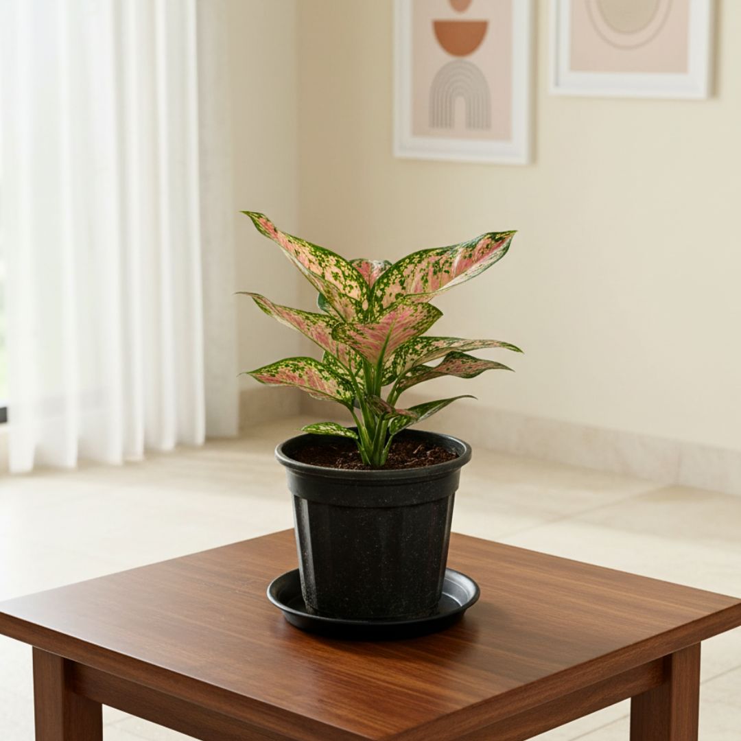 Aglaonema Pink Dalmatian in 5 Inch Nursery Pot with Tray