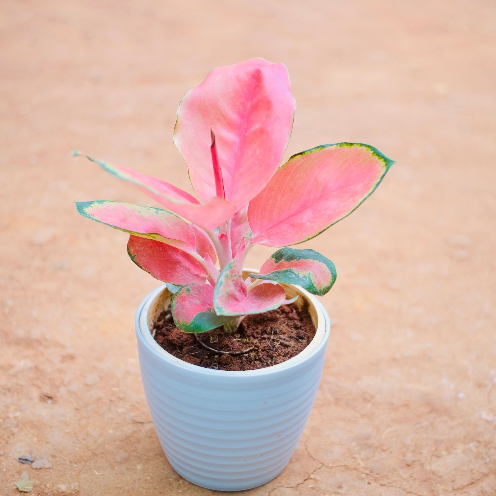 Aglaonema Pink in 5 Inch Elvan Blue Avora Premium Plastic Planter