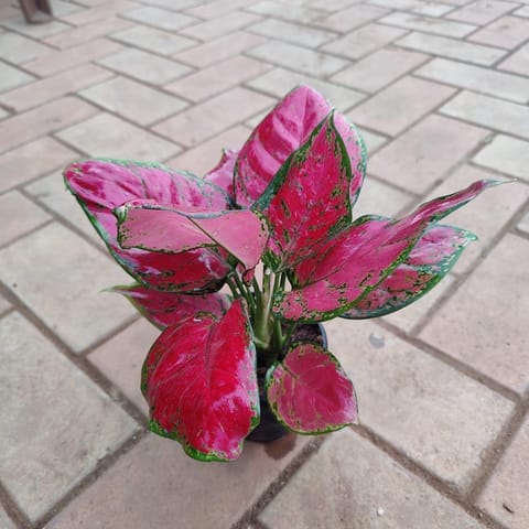 Aglaonema Red Anjamani in 4 Inch Live Fresh Plant Nursery Pot in Vikhroli
