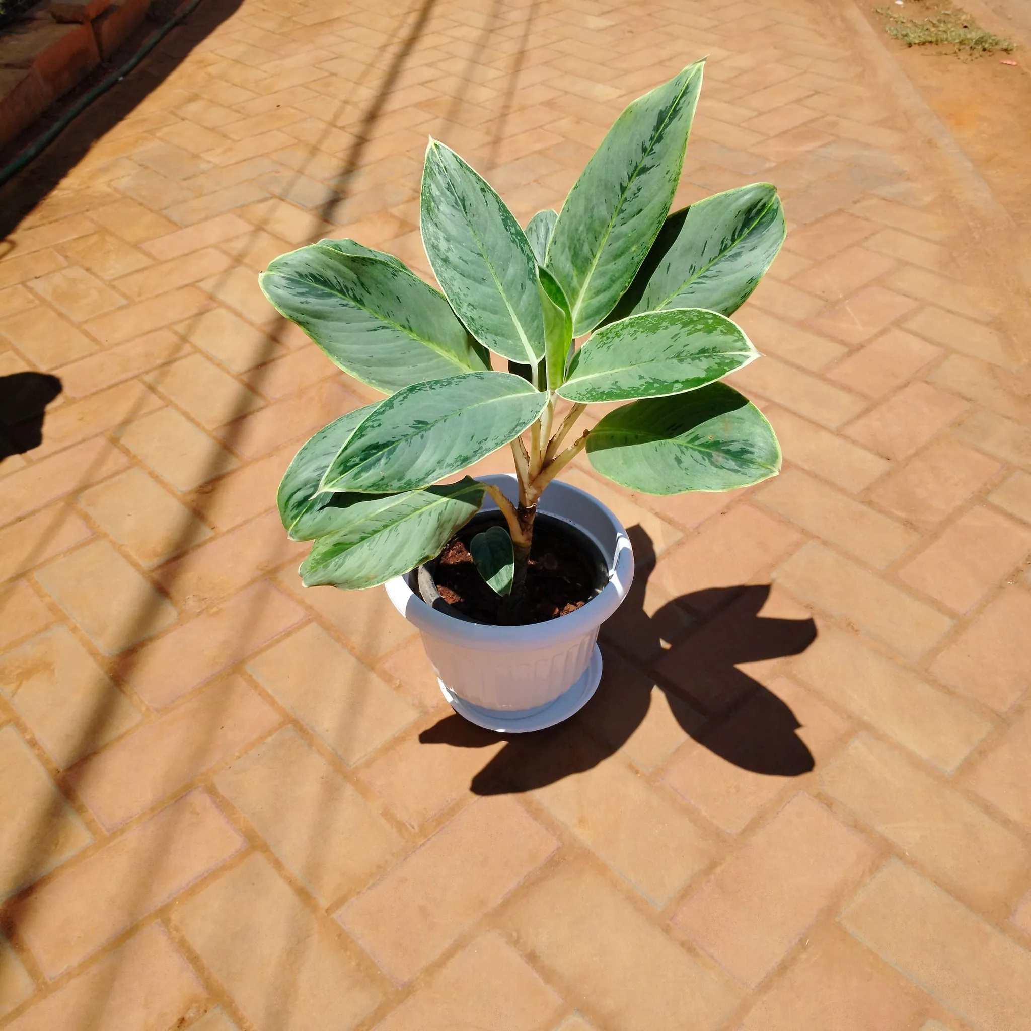 Aglaonema Silver in 10 Inch White Olive Plastic Pot with Tray