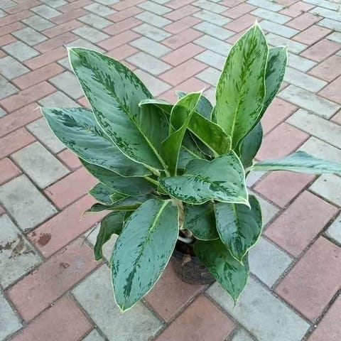 Aglaonema Silver in 8 Inch Live Fresh Plant Nursery Pot in Sakinaka Mumbai