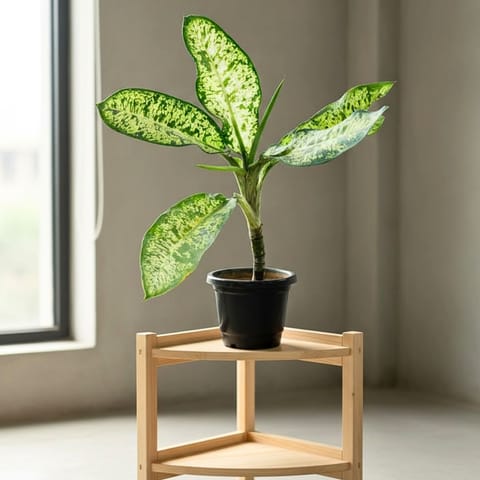 Aglaonema Snow White (~ 2 Ft) in 10 Inch Live Fresh Plant Nursery Pot in Rohini Sector 4
