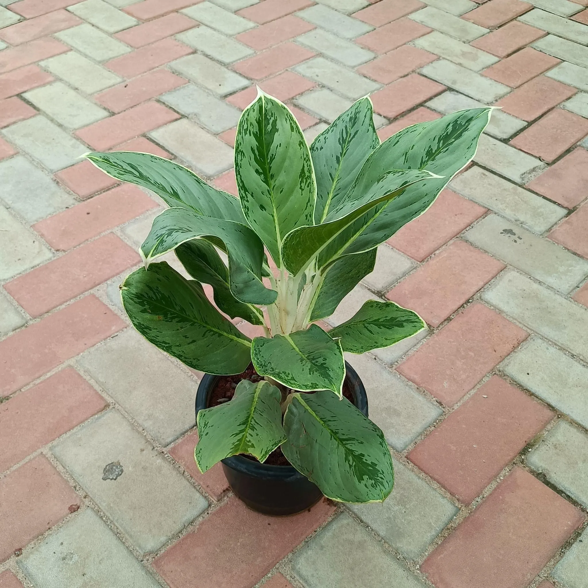 Aglaonema Snow White in 8 Inch Nursery Pot