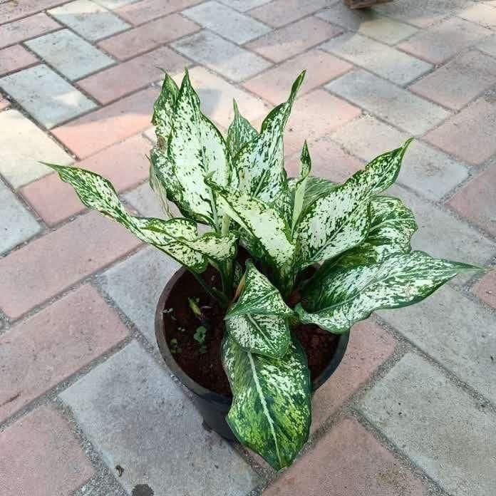 Aglaonema Snow White in 8 Inch Nursery Pot