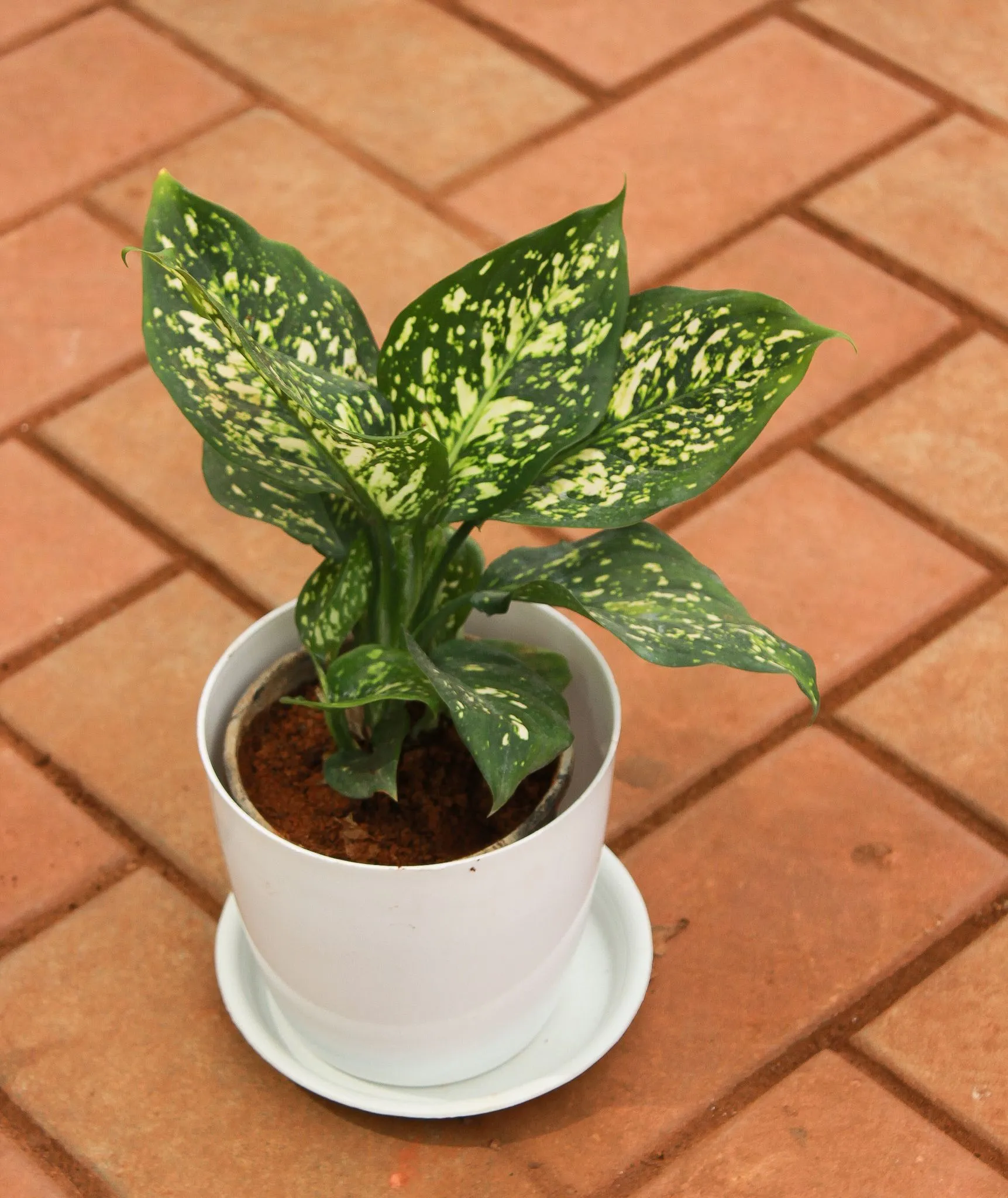 Aglaonema Spring Snow White in 5 Inch White Premium Sphere Plastic Pot With Tray