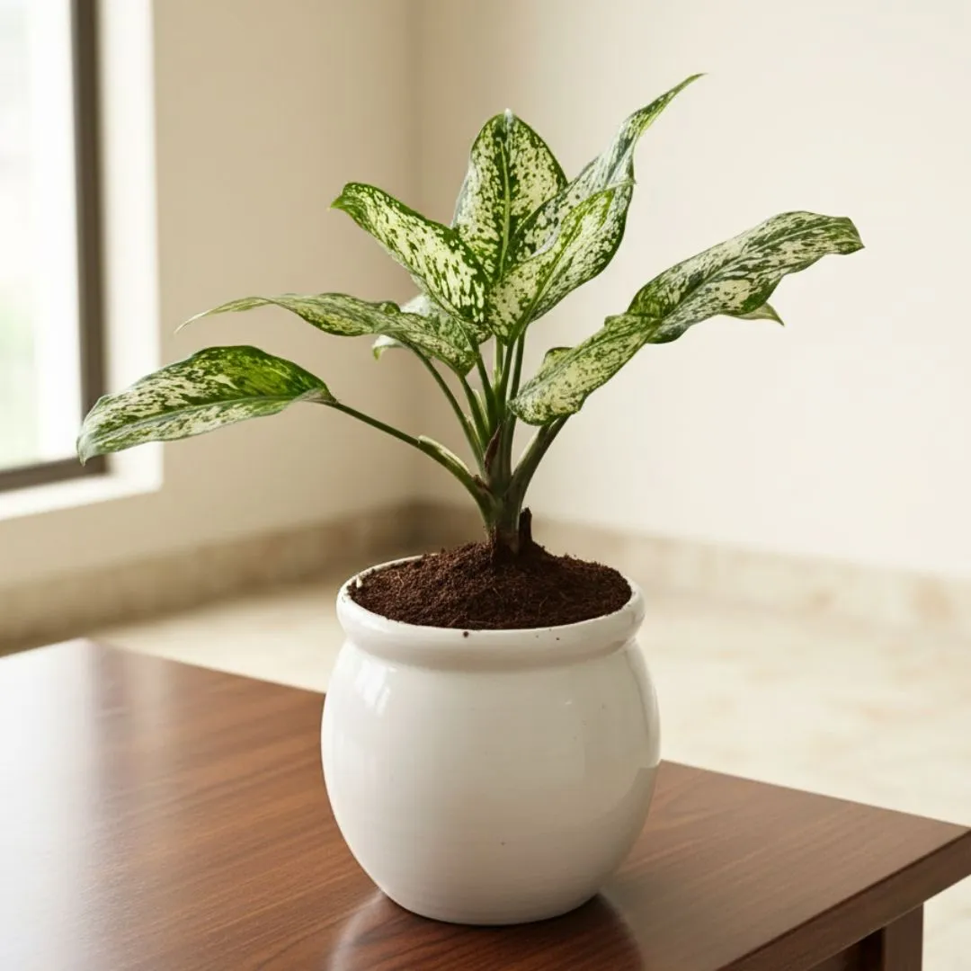 Aglaonema variegated in 6 Inch Premium Plastic Pot