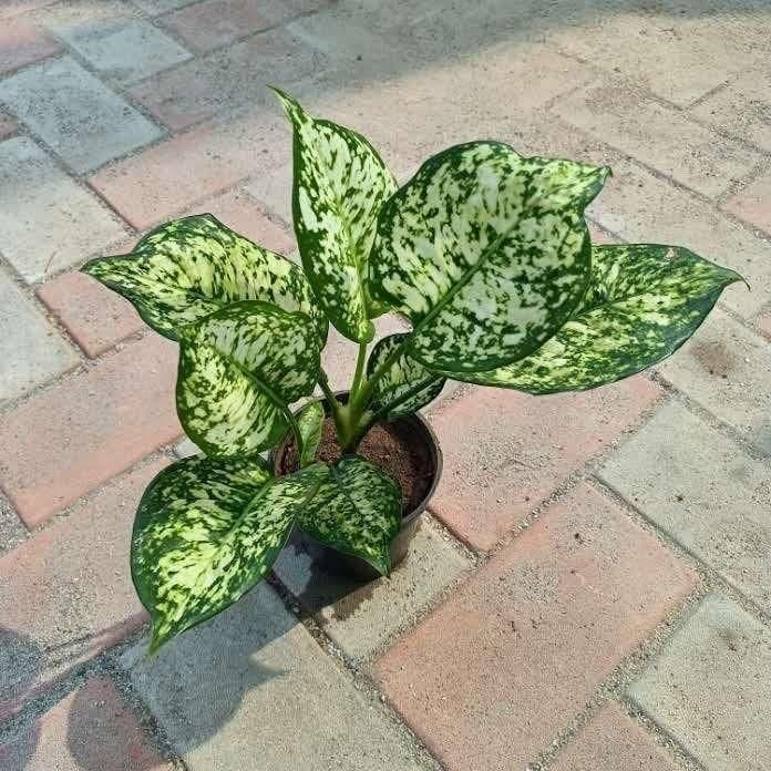 Aglaonema White in 4 Inch Nursery Pot