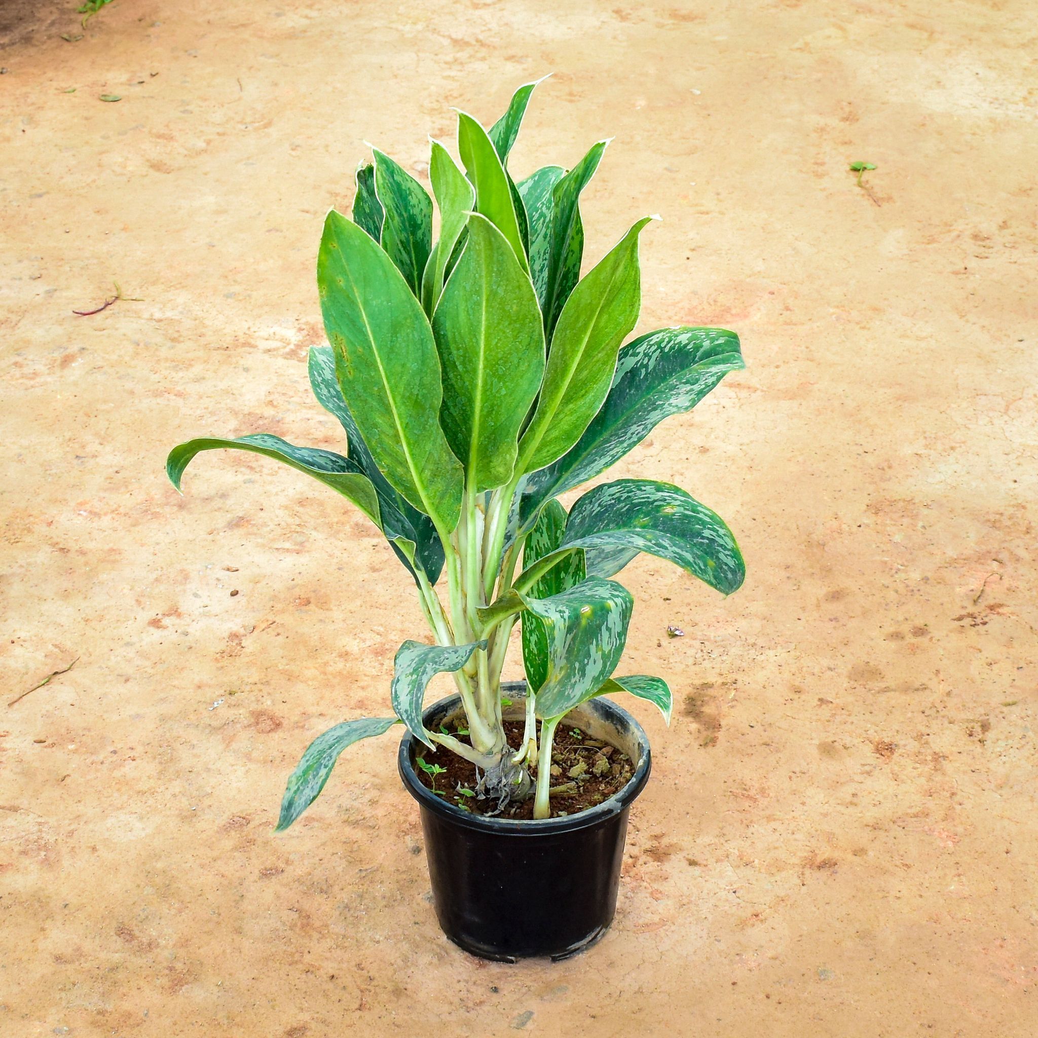 Aglaonema White Stem in 12 Inch Nursery Pot