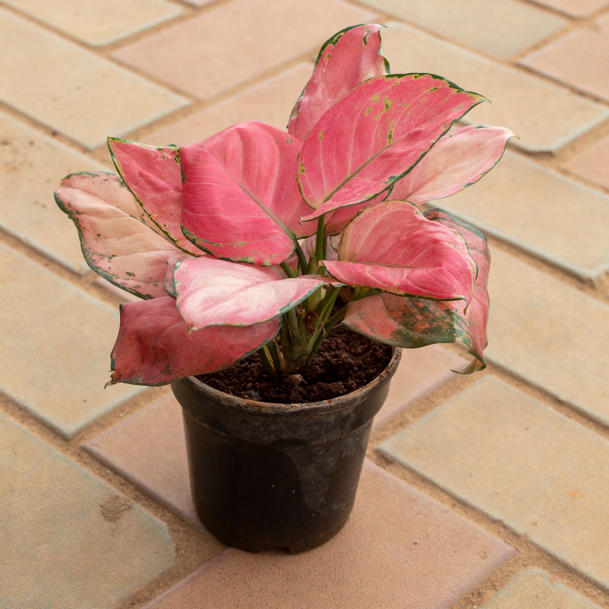 Aglaonema Wishes in 4 Inch Nursery Pot