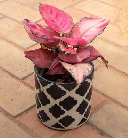 Aglaonema Wishes in 6 Inch Cylindrical Designer Ceramic Pot (any colour) (any design)