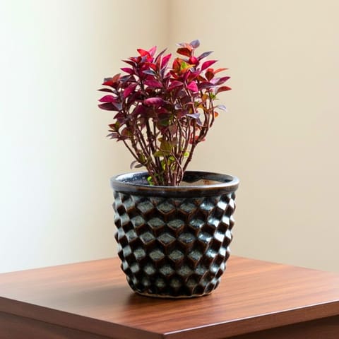 Alternanthera Red in 4 Inch Pineapple Designer Ceramic Pot (Any Colour)