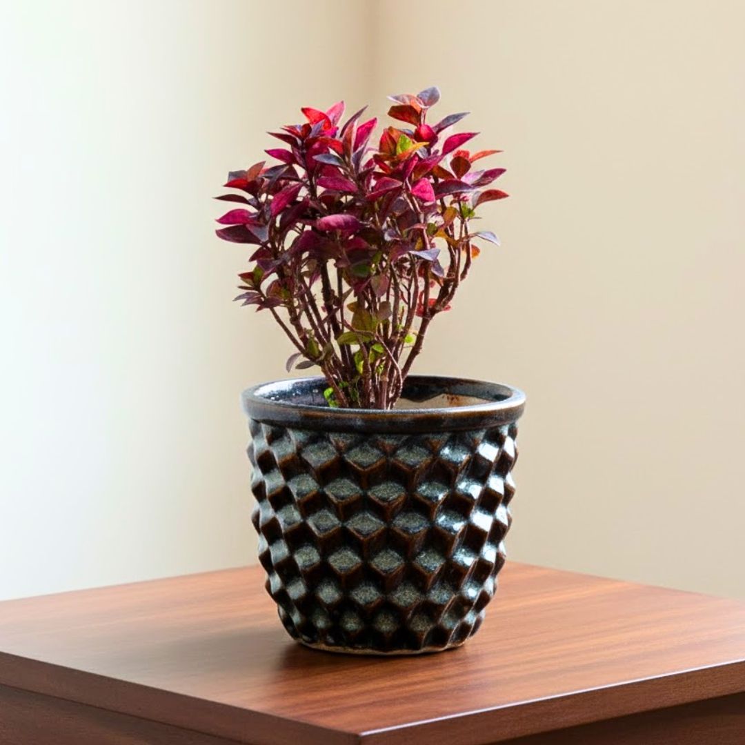 Alternanthera Red in 4 Inch Pineapple Designer Ceramic Pot (Any Colour)