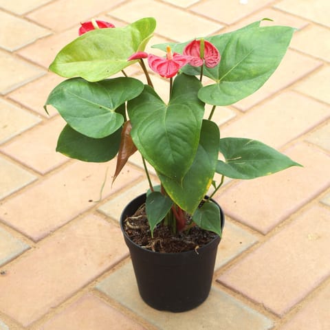 Anthurium Red in 5 Inch Nursery Pot