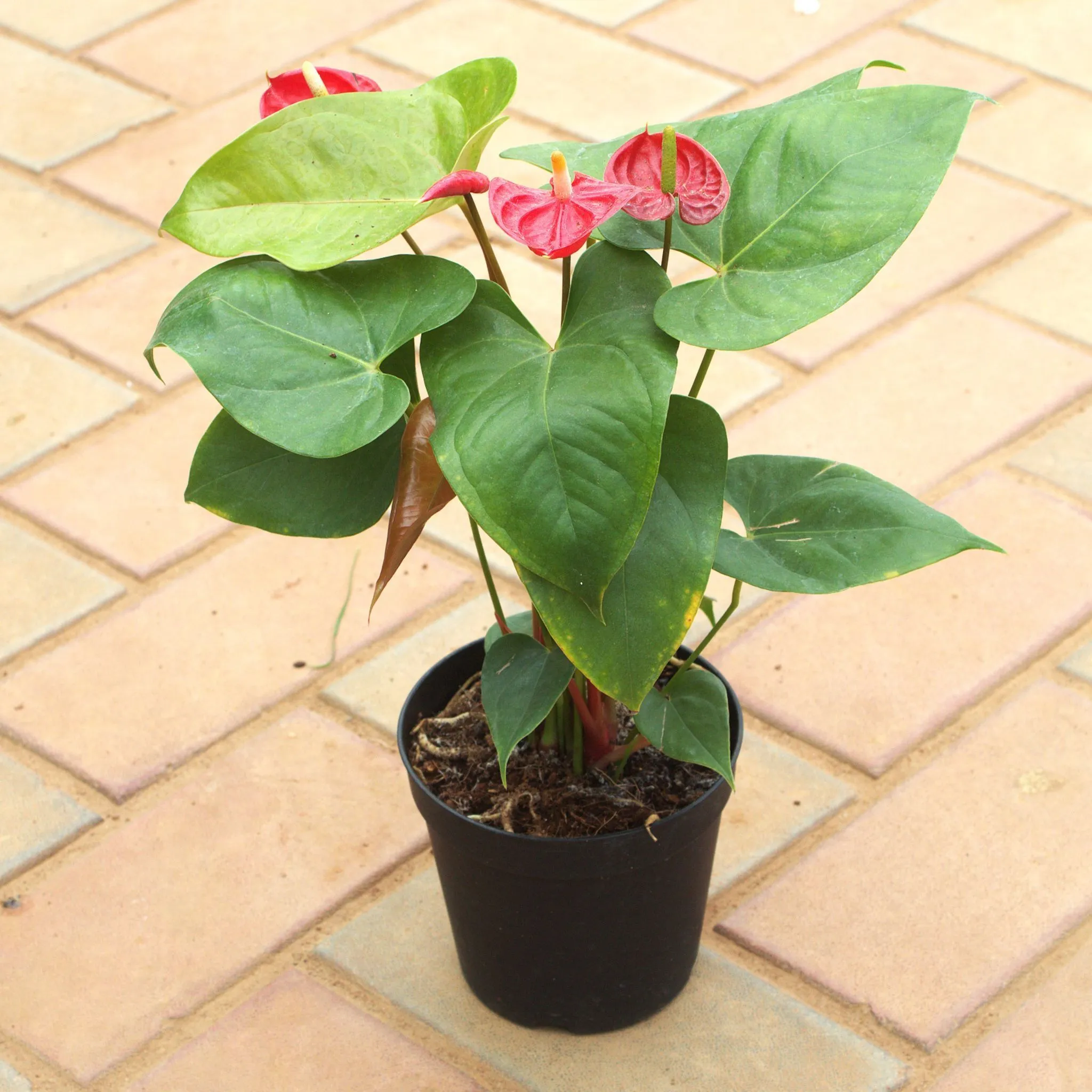 Anthurium Red in 5 Inch Nursery Pot