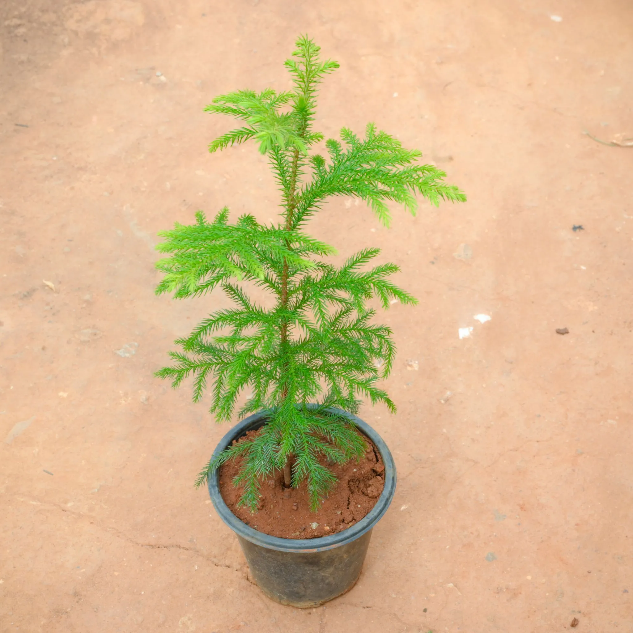 Araucaria / Christmas Tree (~ 1 Ft) in 5 Inch Nursery Pot
