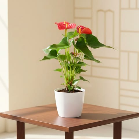 Anthurium Red in 6 Inch White Premium Plastic Pot
