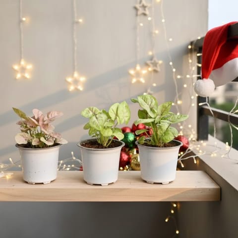 Xmas Decor - Set Of 3 - Syngonium (Pink, White & Golden) in 4 Inch White Nursery Pot - with Santa Cap, Fairy Lights & Decor