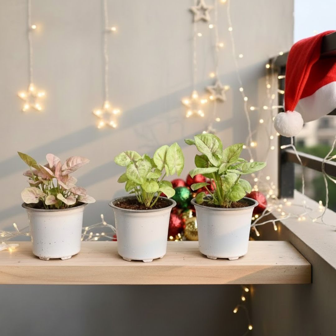 Xmas Decor - Set Of 3 - Syngonium (Pink, White & Golden) in 4 Inch White Nursery Pot - with Santa Cap, Fairy Lights & Decor