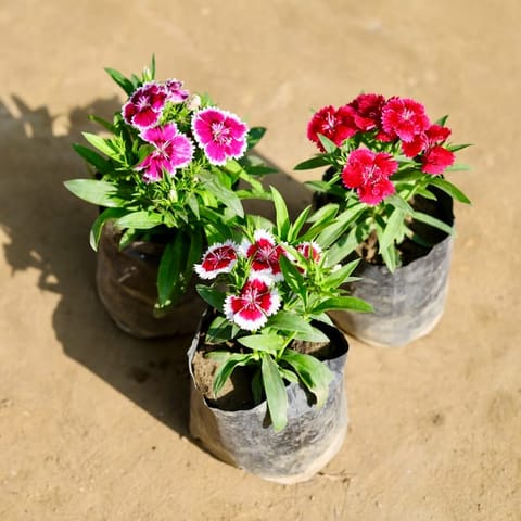 Set of 3 - Dianthus (any colour) in 4 Inch Nursery Bag