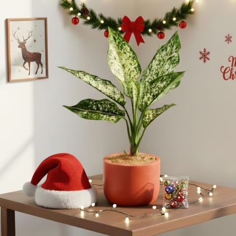 Aglaonema Snow White in 4 inch Aaroh Maati Pot - Modern Curved Handcrafted Appeal