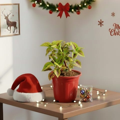 Xmas Decor - Coleus Red & Green in 6 Inch Red Super Nursery Pot - With Fairy Lights, Santa Cap & Decor