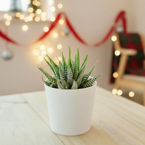 Fasciated Haworthia Succulent in 3 Inch White Nursery Pot
