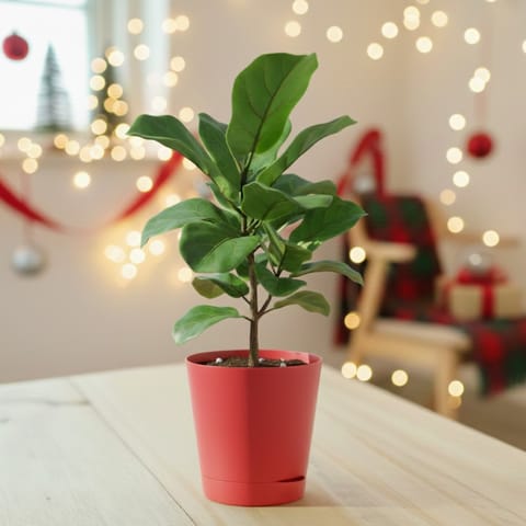 Fiddle leaf in 4 Inch Red Florence Self Watering Pot