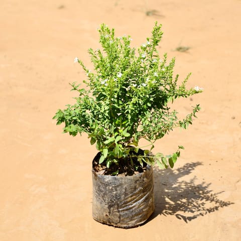 Cuphea / False Heather (any colour) in 5 Inch Nursery Bag