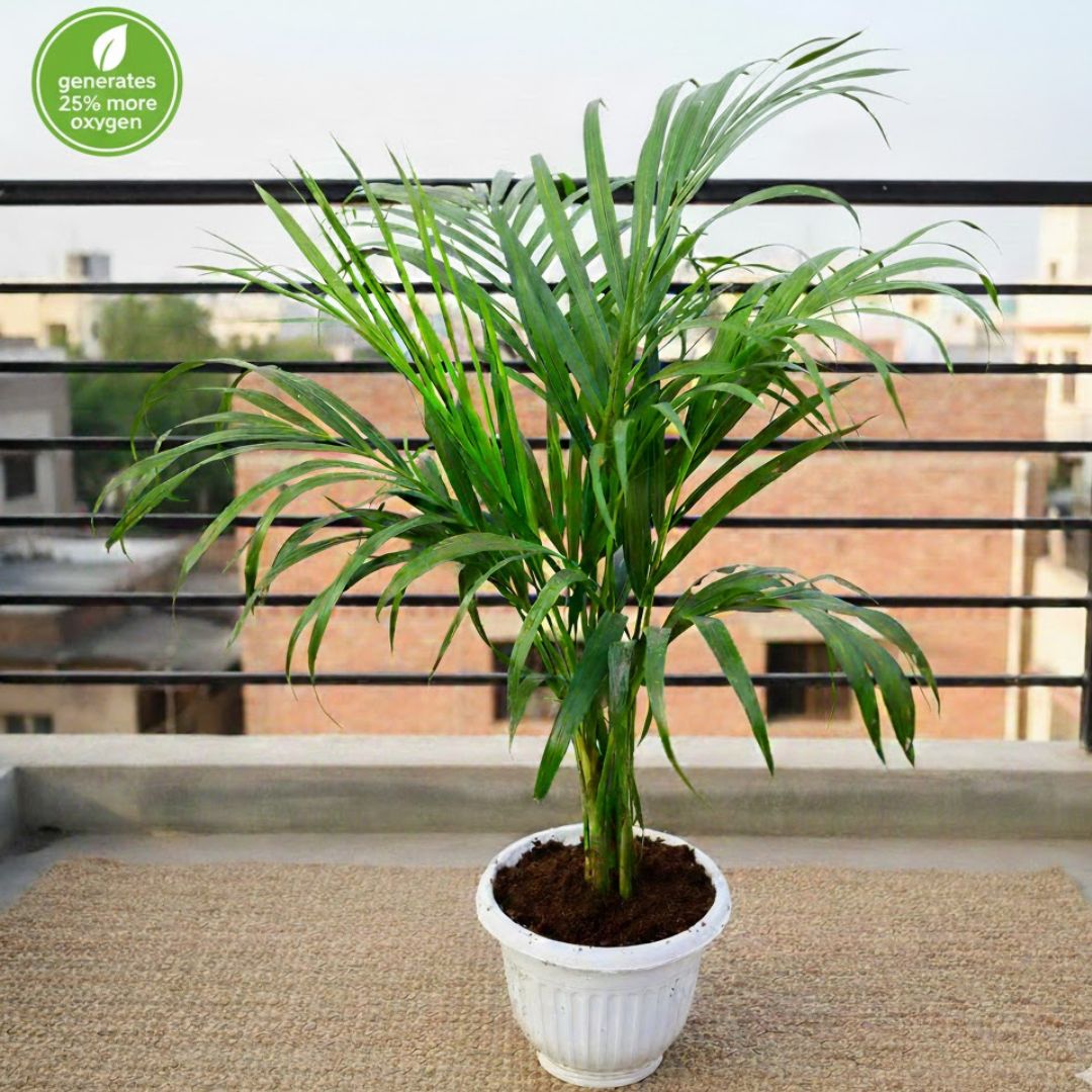 Air Purifier Areca Palm (~ 2 Ft) in 8 Inch White Olive Plastic Pot