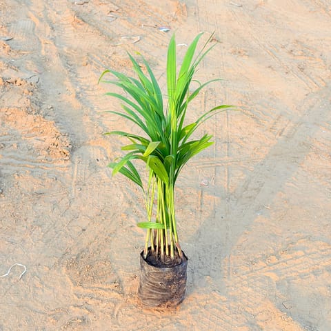 Areca Palm (~ 1 Ft) in 4 Inch Nursery bag