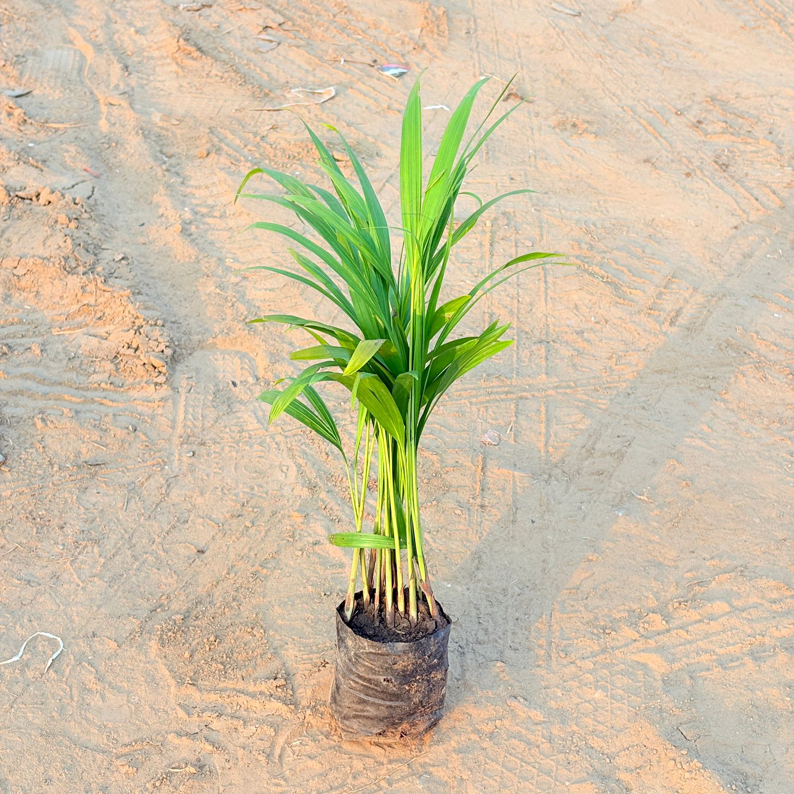Areca Palm (~ 1 Ft) in 4 Inch Nursery bag