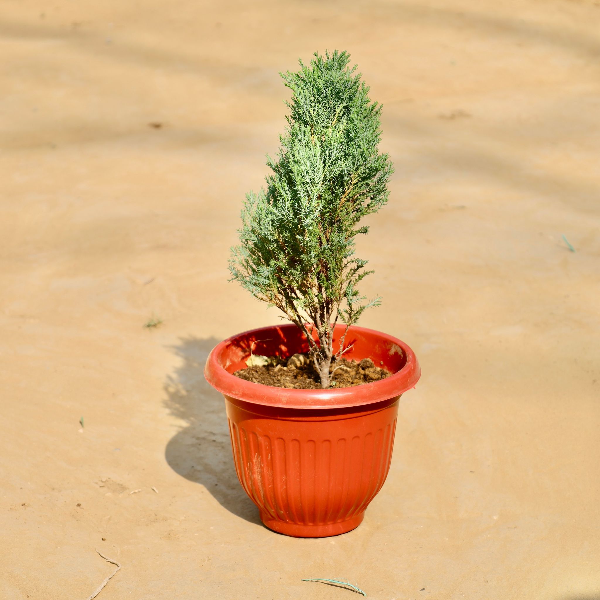 Golden cypress (~ 2 Ft)  in 8 Inch Terracotta Red Olive Plastic Pot