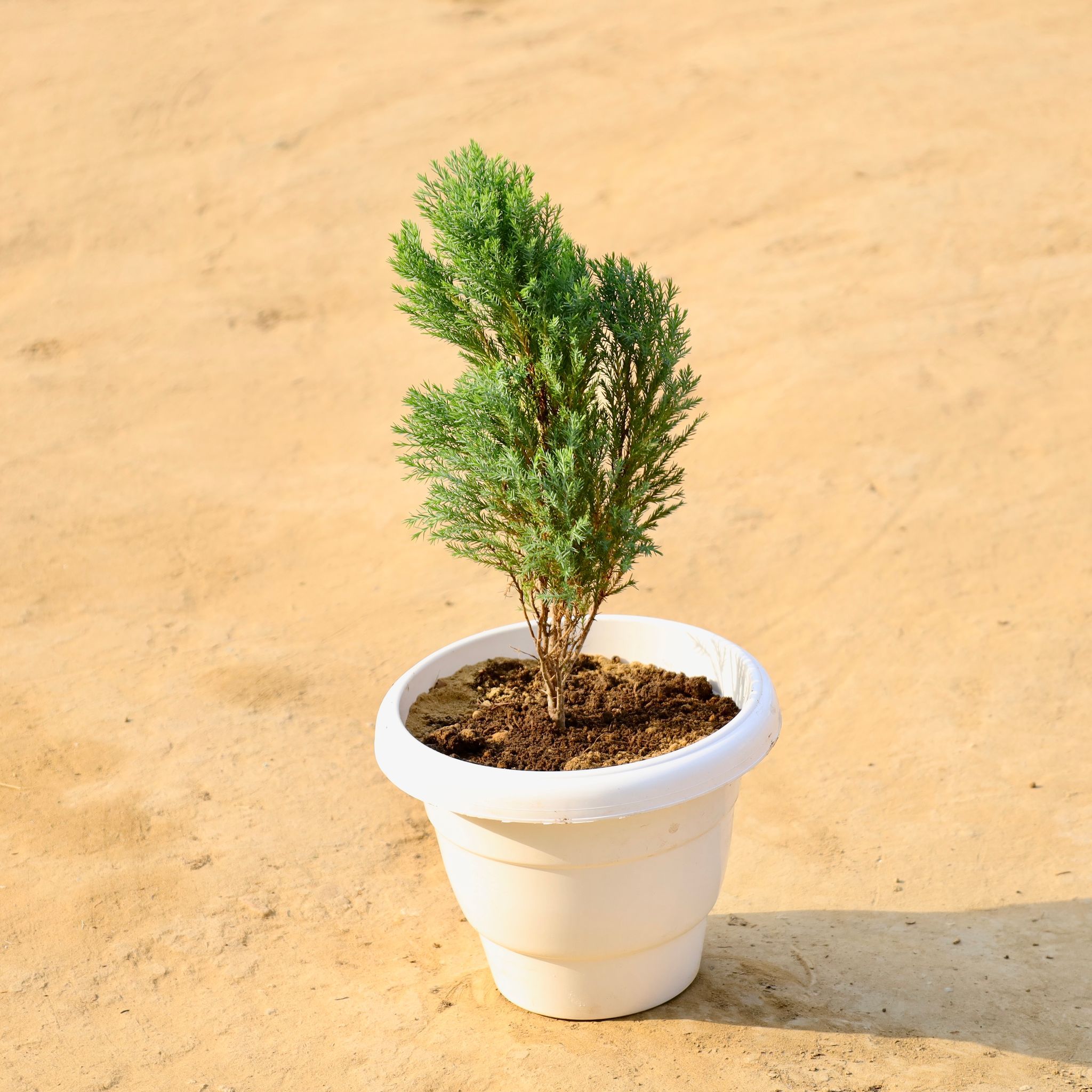 Golden Cypress in 8 Inch White Classy Plastic Pot
