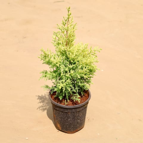 Golden Cypress in 5 Inch Nursery Pot