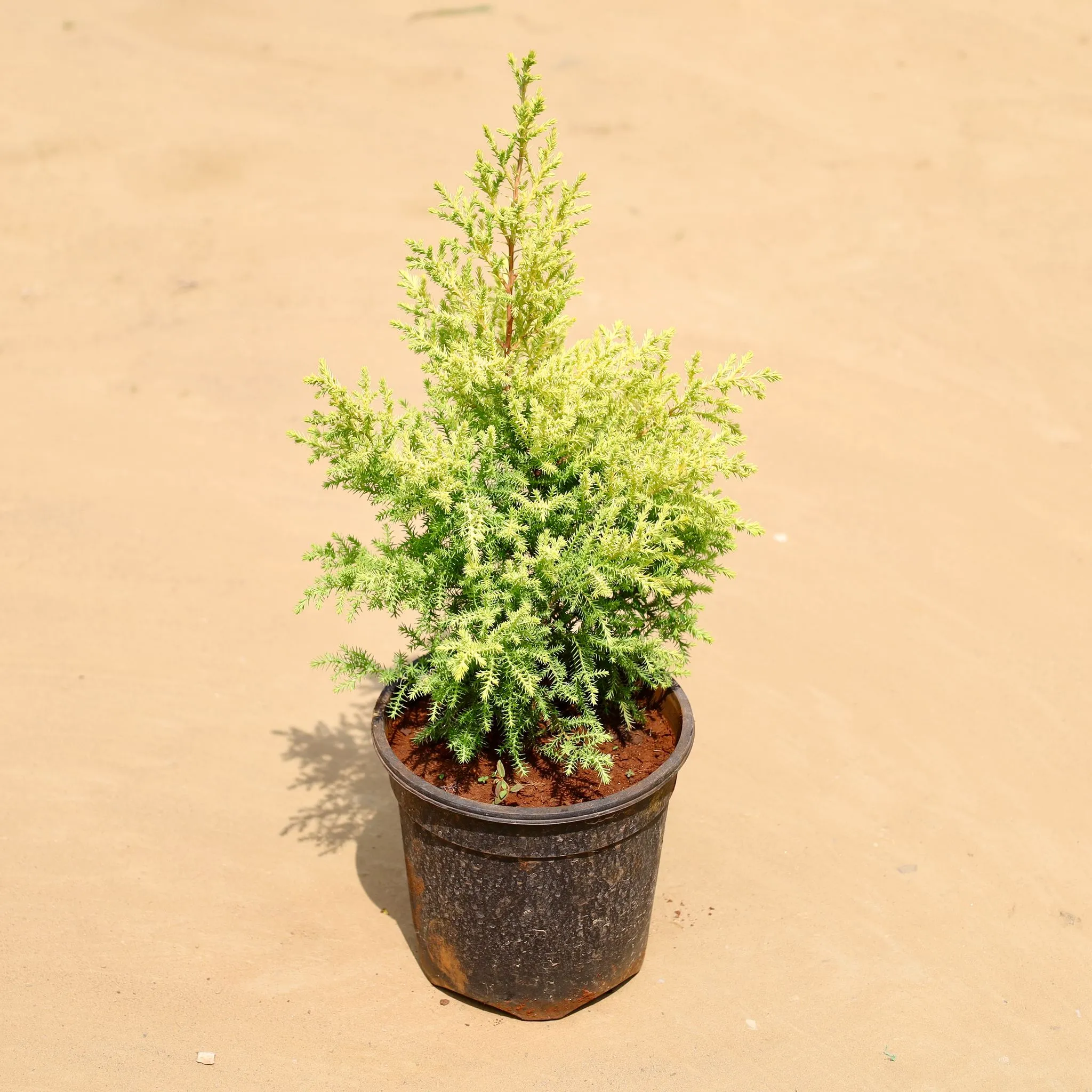 Golden cypress (~ 2 Ft) in 5 Inch Nursery Pot