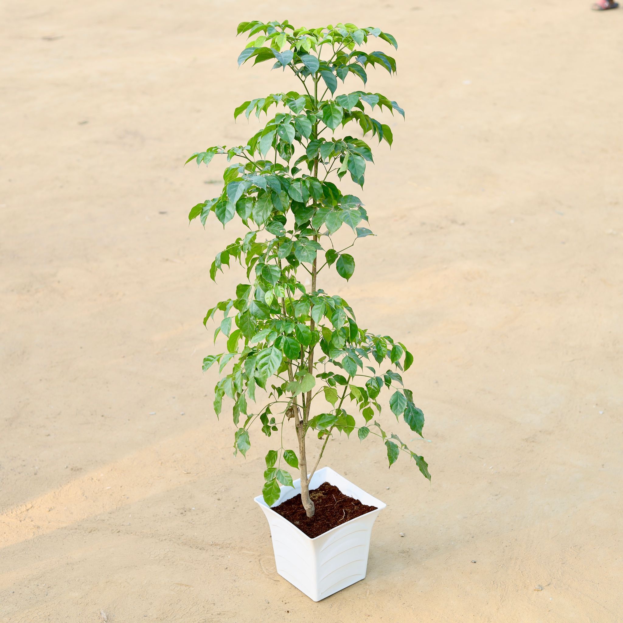 Radermachera / China Doll (~ 3.5 Ft) in 08 Inch White Premium Tokyo Square Plastic Pot