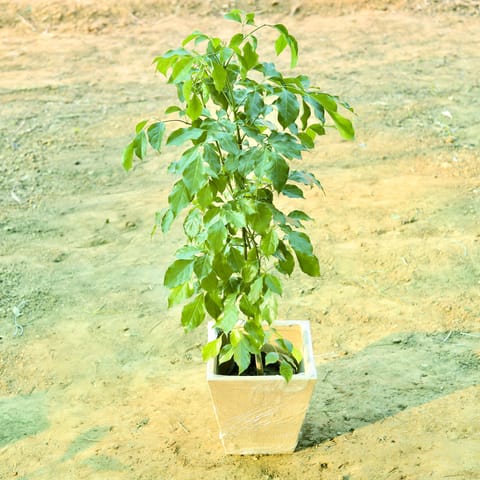 Radermachera / China Doll (~ 3.5 Ft) in 12 X 12 Inch Sandstone Premium Makris Fiberglass Planter