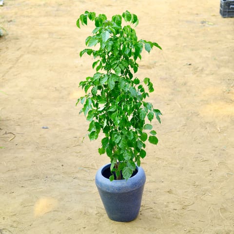 Radermachera / China Doll (~ 3.5 Ft) in 13 X 14 Inch Grey Premium Milo Fiberglass Planter