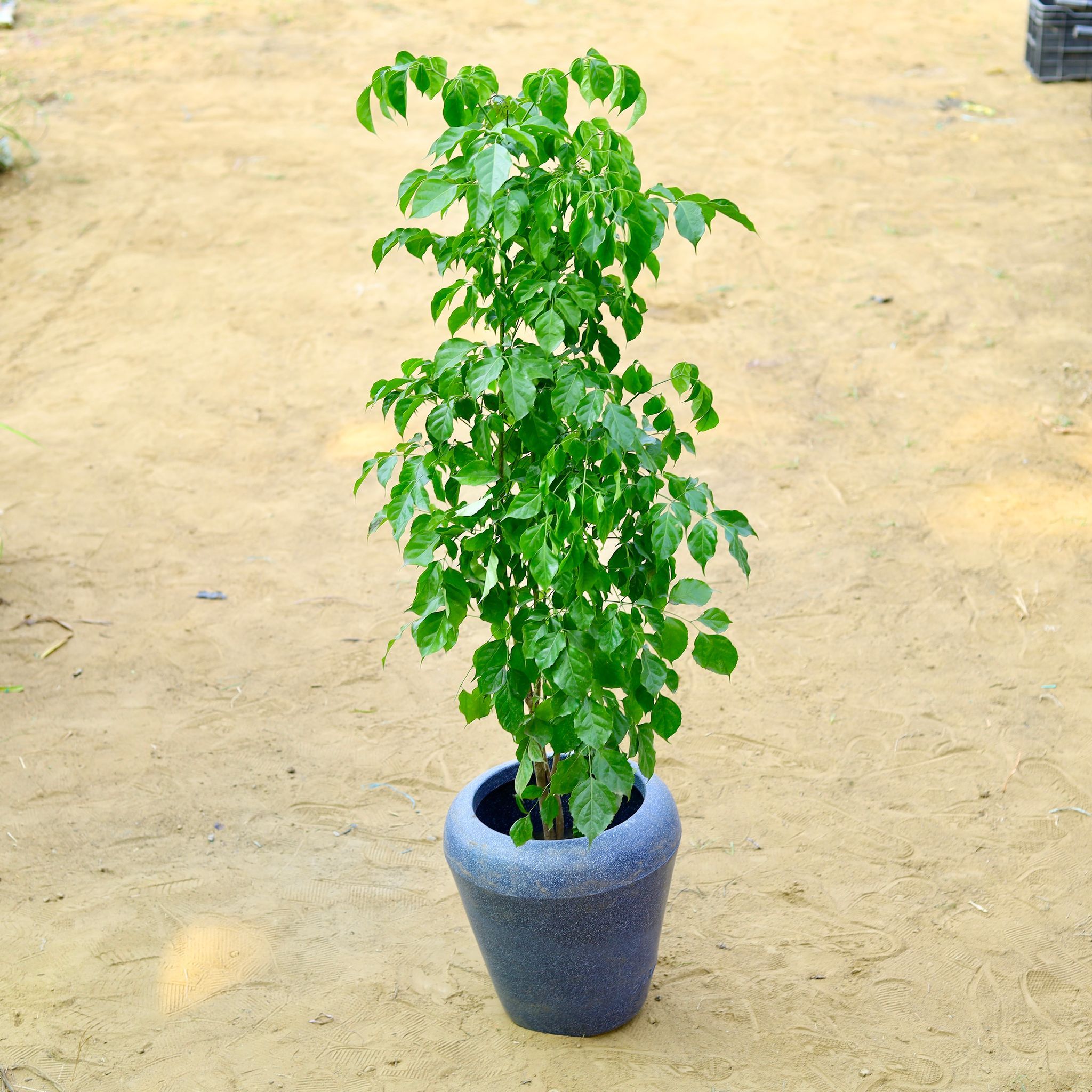 Radermachera / China Doll (~ 3.5 Ft) in 13 X 14 Inch Grey Premium Milo Fiberglass Planter