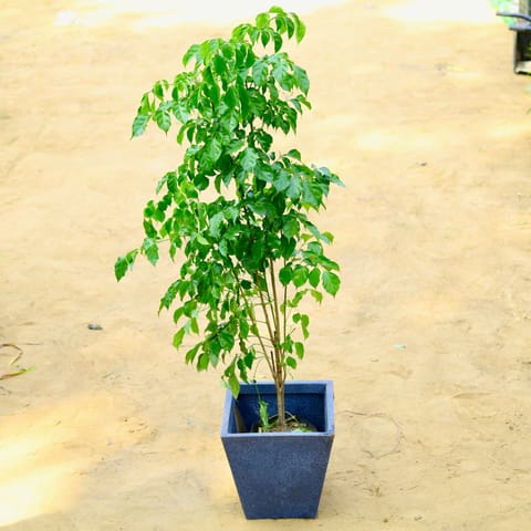 Radermachera / China Doll (~ 3.5 Ft) in 18 X 12 Inch Grey Premium Blaze Fiberglass Planter