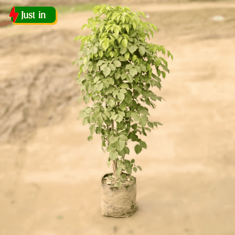 Radermachera / China Doll (~ 4 Ft) in 12 inch Nursery Bag