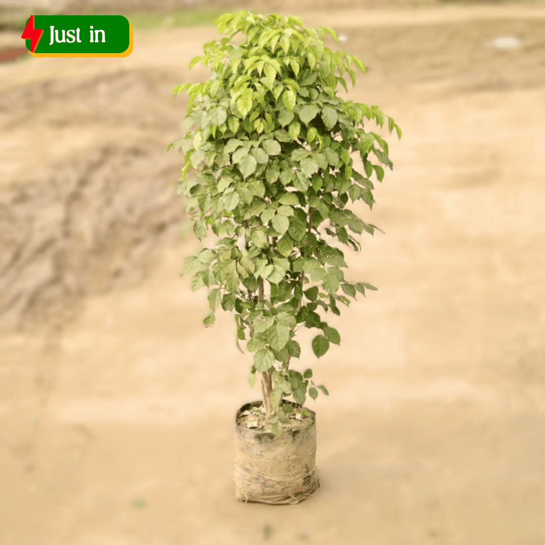 Radermachera / China Doll (~ 4 Ft) in 12 inch Nursery Bag