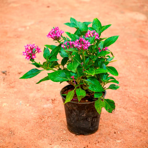Pentas Pink in 6 Inch Nursery Pot
