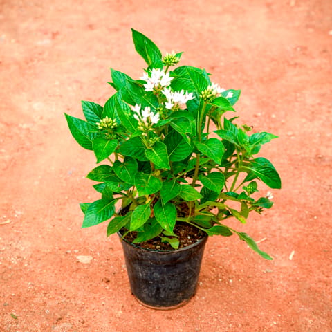 Pentas White in 5 Inch Nursery Pot
