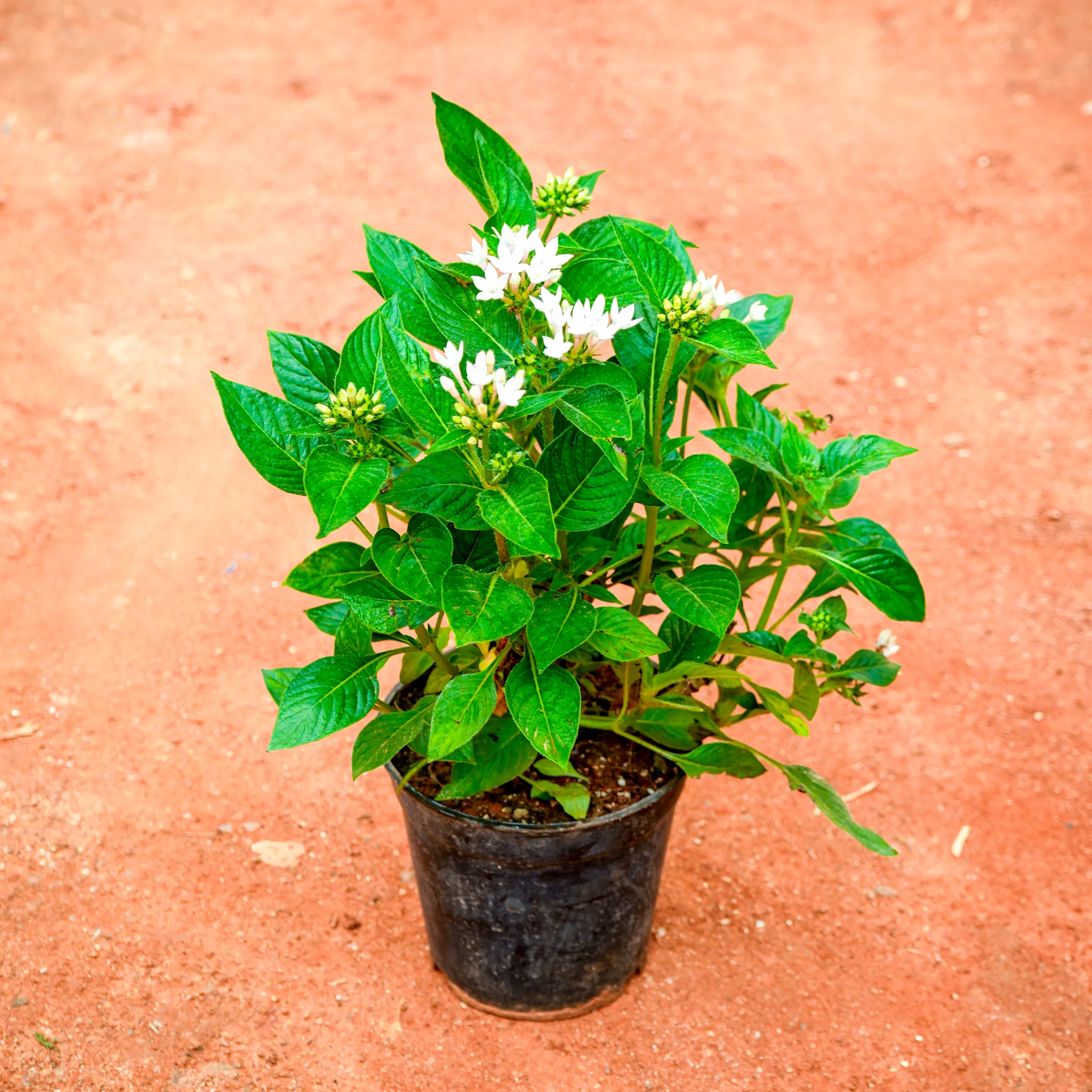 Pentas White in 5 Inch Nursery Pot