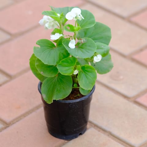 Begonia White in 6 Inch Nursery Pot