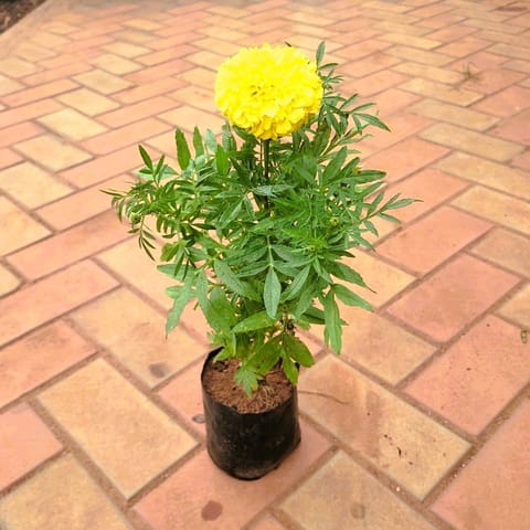 Marigold / Genda Yellow in 4 Inch Nursery Bag